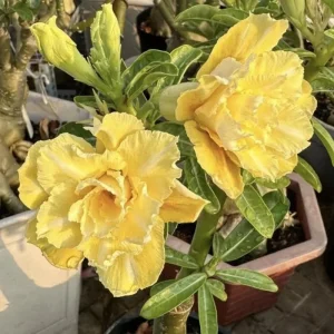 Double Yellow Desert Rose Live Plant - Adenium Obesum Starter, 4-6