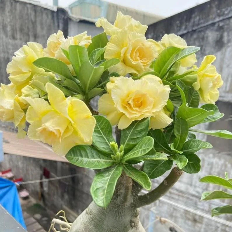 Double Yellow Desert Rose Live Starter Plant - 3-6" Tall - Yellow Blooms - Image 2