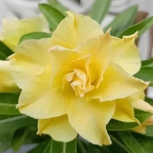 Double Yellow Desert Rose Live Starter Plant - 3-6