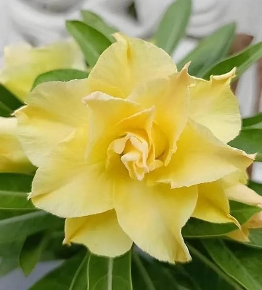 Double Yellow Desert Rose Live Starter Plant - 3-6" Tall - Yellow Blooms - Image 3