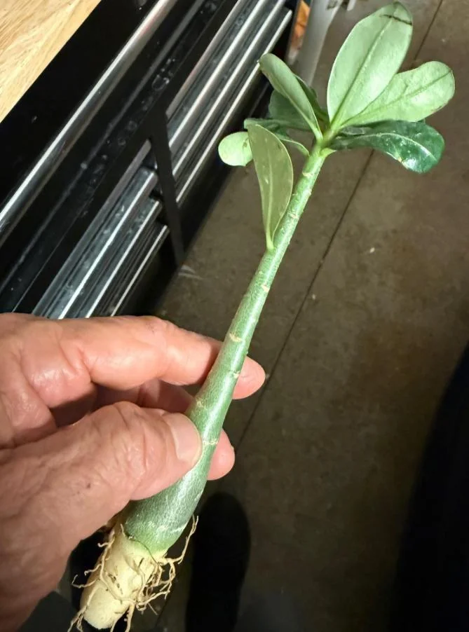 Double Yellow Desert Rose Live Starter Plant - 3-6" Tall - Yellow Blooms - Image 5