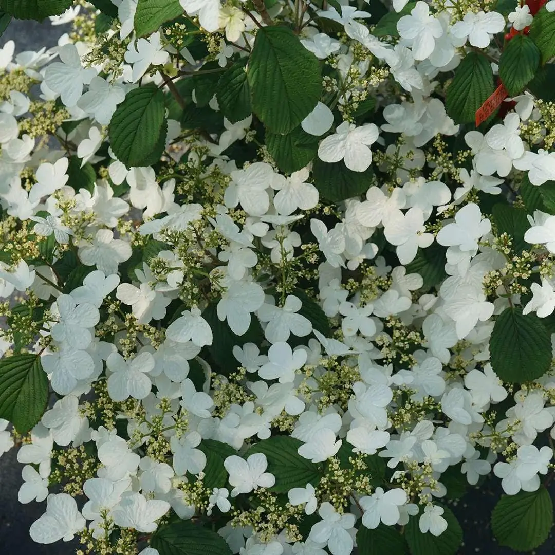 Doublefile Viburnum Live Plant - Outdoor Shrub - 4 inch Pot - Image 2