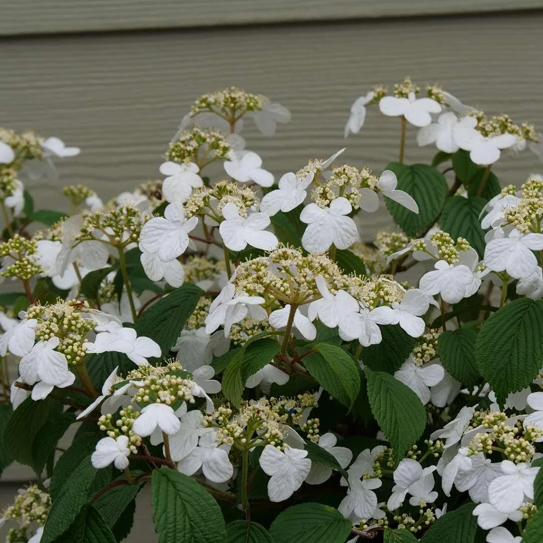 Doublefile Viburnum Live Plant - Outdoor Shrub - 4 inch Pot - Image 1