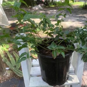 Downy Jasmine Live Plant (Jasminum Multiflorum) - Fragrant Evergreen Shrub - Image 2