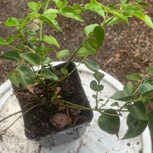 Downy Jasmine Live Plant (Jasminum Multiflorum) - Fragrant Evergreen Shrub - Image 3