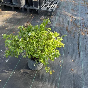 Downy Jasmine Live Plant (Jasminum Multiflorum) - Fragrant Evergreen Shrub - Image 9