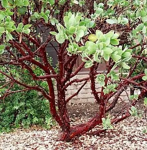 Dr. Hurd Manzanita Live Plant – 1 to 2 Feet Tall – Ships in 3 Gallon Pot - Image 1