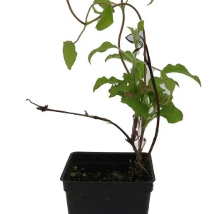 Dr. Ruppel Clematis Live Plant – 2.5 inch Pot – Perennial Flowering Vine - Image 2