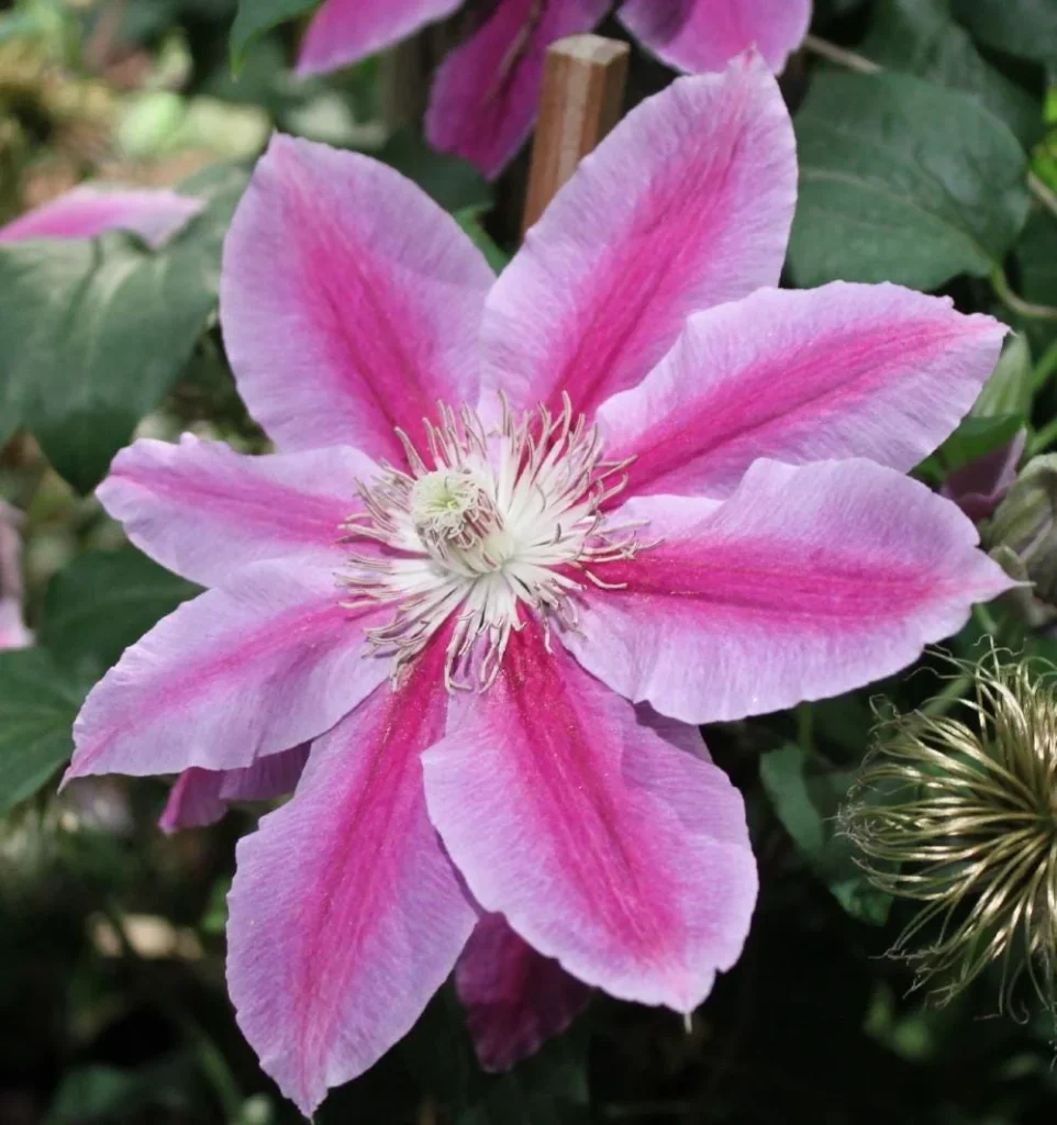 Res Rupel Dr. Ruppel Clematis Vine - 2.5 inch Pot Perennial Plant