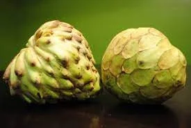 Dr White Cherimoya Live Plant – 3 Feet Tall – 3 Gallon Pot – Fruit Tree - Image 1