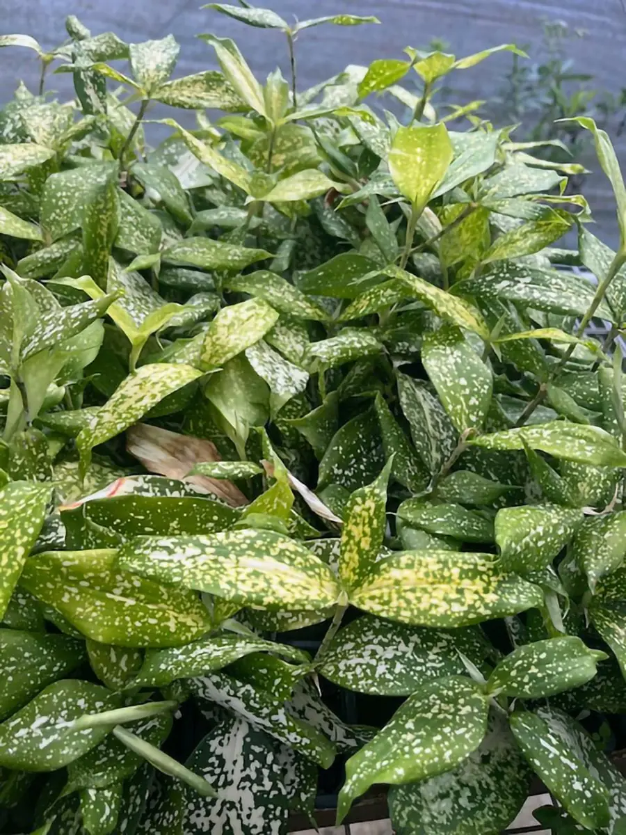 Dracaena Florida Beauty Live Plant – 3 Inch Pot – Indoor Houseplant - Image 3