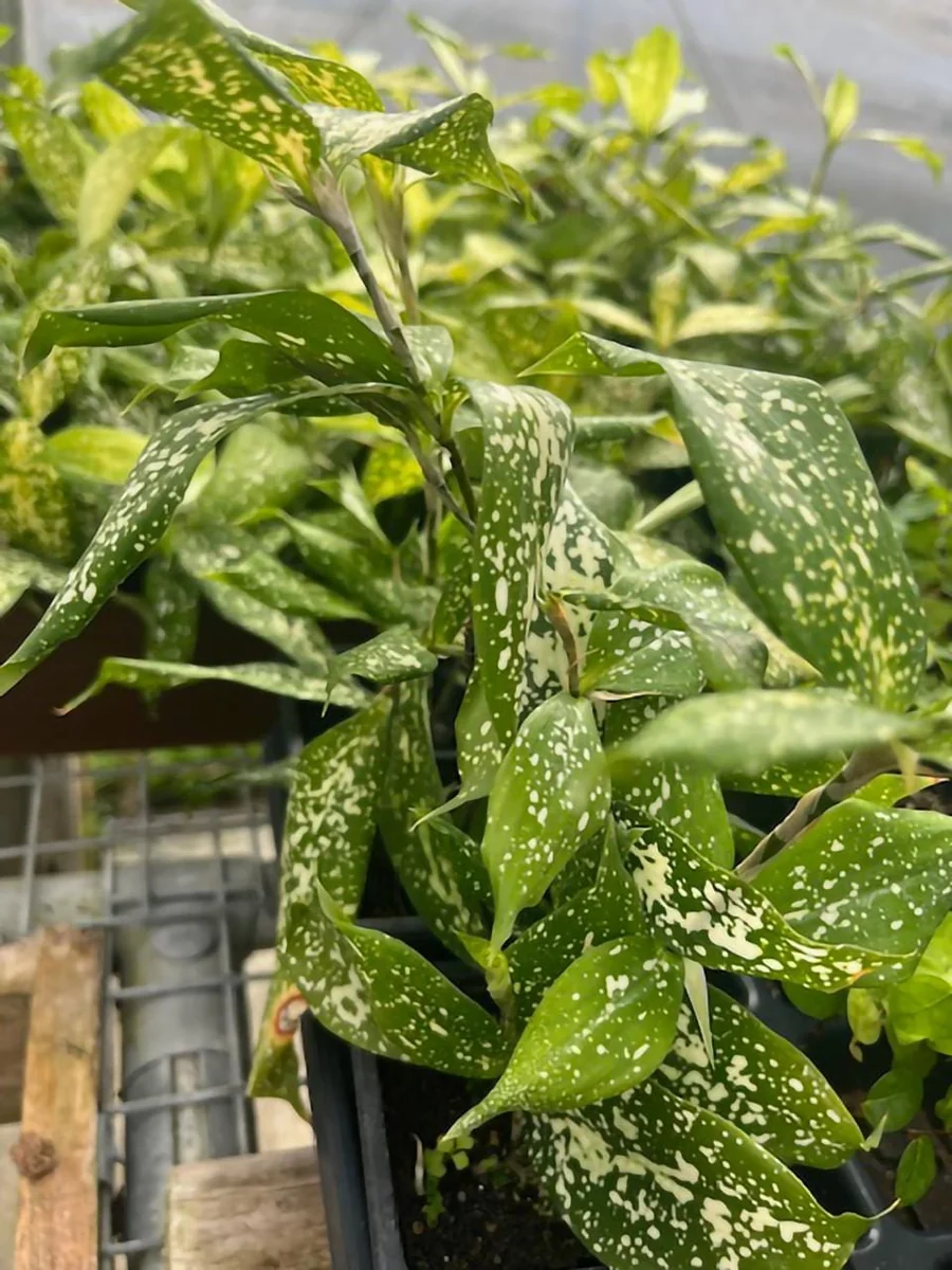 Dracaena Florida Beauty Live Plant – 3 Inch Pot – Indoor Houseplant - Image 4