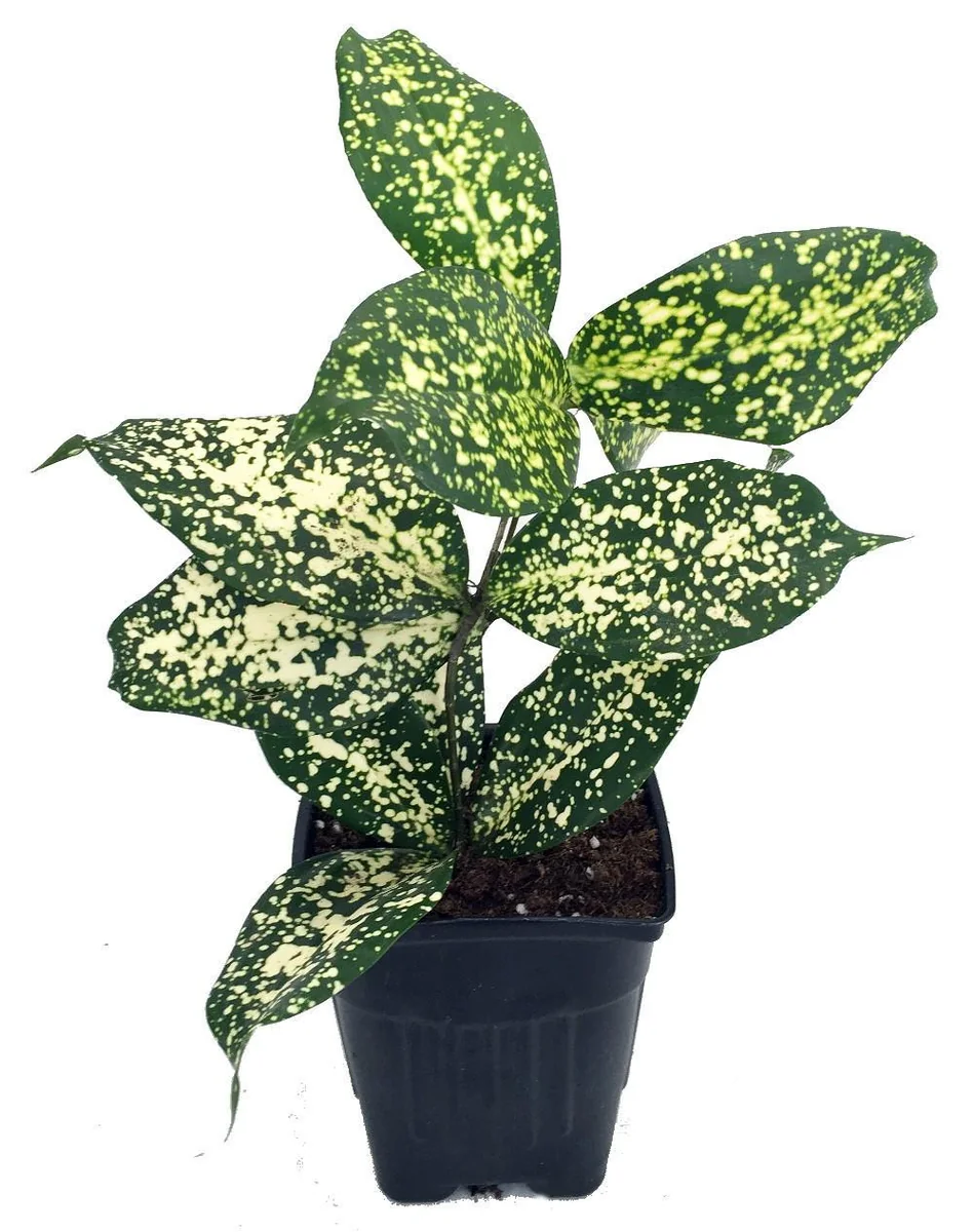 Dracaena Florida Beauty Live Plant – 3 Inch Pot – Indoor Houseplant - Image 1