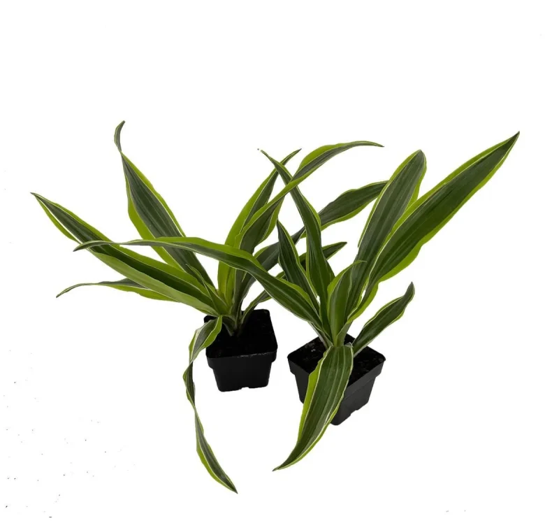 Gold Star Madagascar Dragon Tree - Dracaena - Easy House Plant - 2 pack 3" Pots