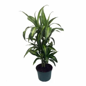 Dracaena Hawaiian Sunshine Dragon Tree Live Plant – 6 inch Pot – Indoor - Image 1