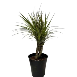 Dracaena Magenta Braid Live Plant – Braided Dracaena Marginata – 6 Inch Pot – Low Maintenance Indoor Plant - Image 1