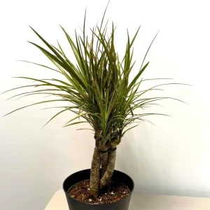 Dracaena Magenta Braid Live Plant – Braided Dracaena Marginata – 6 Inch Pot – Low Maintenance Indoor Plant - Image 2