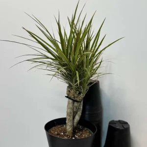 Dracaena Magenta Braid Live Plant – Braided Dracaena Marginata – 6 Inch Pot – Low Maintenance Indoor Plant - Image 3