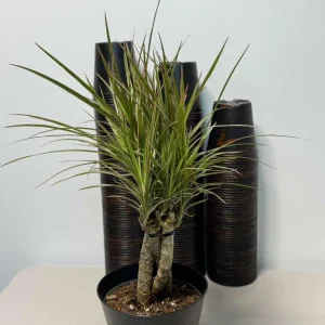 Dracaena Magenta Braid Live Plant – Braided Dracaena Marginata – 6 Inch Pot – Low Maintenance Indoor Plant - Image 4