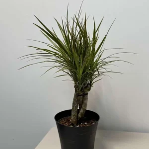 Dracaena Magenta Braid Live Plant – Braided Dracaena Marginata – 6 Inch Pot – Low Maintenance Indoor Plant - Image 5