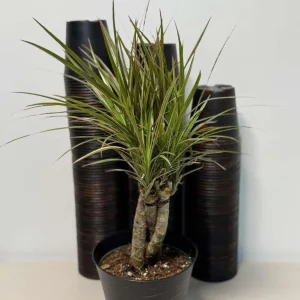 Dracaena Magenta Braid Live Plant – Braided Dracaena Marginata – 6 Inch Pot – Low Maintenance Indoor Plant - Image 7