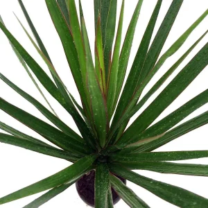 Dracaena Marginata Live Plant - Madagascar Dragon Tree - 2 Pack, 3" Pots, Indoor - Image 2
