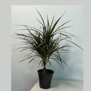 Dracaena Marginata Magenta Live Plant – Braided – 6 inch Pot – Indoor Houseplant - Image 1