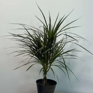 Dracaena Marginata Magenta Live Plant – Braided – 6 inch Pot – Indoor Houseplant - Image 4
