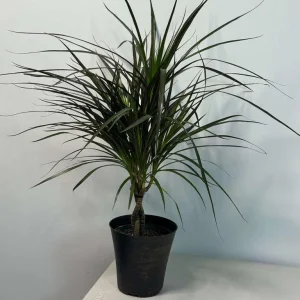 Dracaena Marginata Magenta Live Plant – Braided – 6 inch Pot – Indoor Houseplant - Image 5