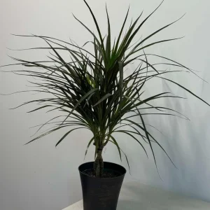 Dracaena Marginata Magenta Live Plant – Braided – 6 inch Pot – Indoor Houseplant - Image 6