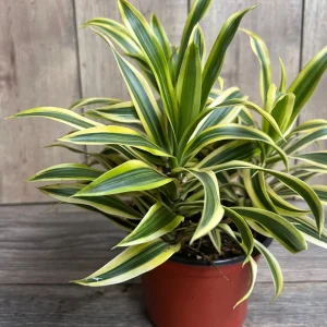 Dracaena Reflexa 'Song of India' Live Plant – 6 inch Pot – Indoor Houseplant - Image 1