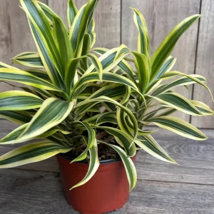 Dracaena Reflexa 'Song of India' Live Plant – 6 inch Pot – Indoor Houseplant - Image 2