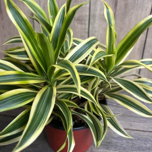Dracaena Reflexa 'Song of India' Live Plant – 6 inch Pot – Indoor Houseplant - Image 3