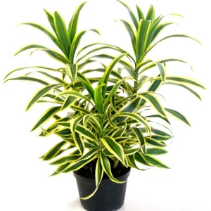 Dracaena Reflexa 'Song of India' Live Plant - 6 Inch Pot - Indoor Tropical - Image 3