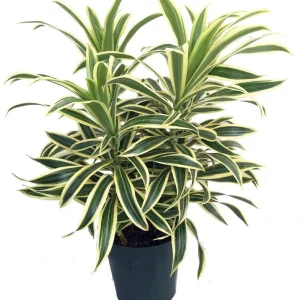 Dracaena Reflexa 'Song of India' Live Plant - 6 Inch Pot - Indoor Tropical - Image 1