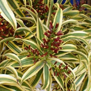 Dracaena Reflexa 'Song of India' Live Plant - 6 Inch Pot - Indoor Tropical - Image 4