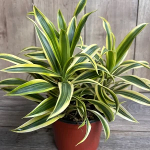 Dracaena Reflexa 'Song of India' Live Plant – 6 inch Pot – Indoor Houseplant - Image 5