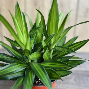 Dracaena Song of Jamaica Live Plant – 6 inch Pot – Indoor Houseplant - Image 2