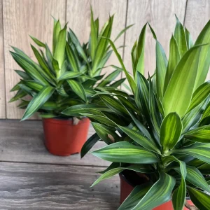 Dracaena Song of Jamaica Live Plant – 6 inch Pot – Indoor Houseplant - Image 4