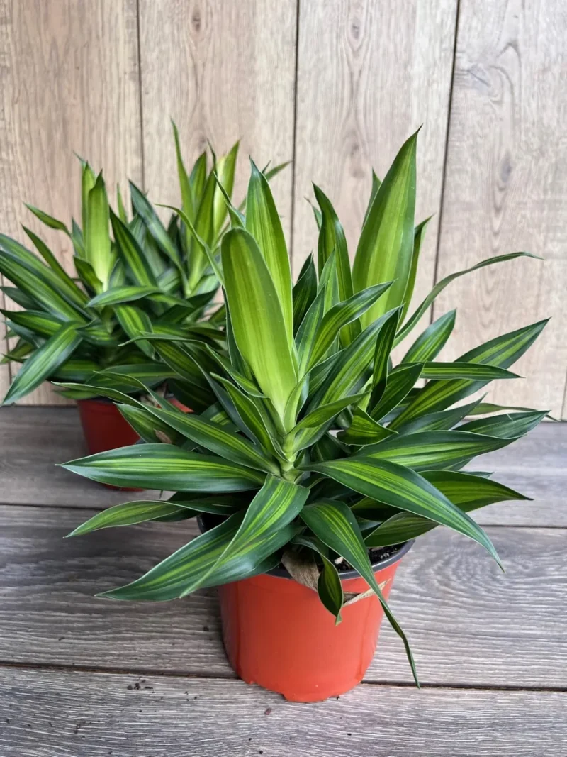 bicolor dracaena Dracaena Marginata Tricolor | Care Guide and Pro Tips - Delivery from  Toronto across Canada main image 1