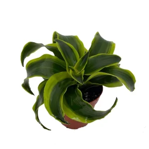 Dracaena Tornado Dragon Tree Live Plant – 4 inch Pot – Indoor Foliage - Image 1