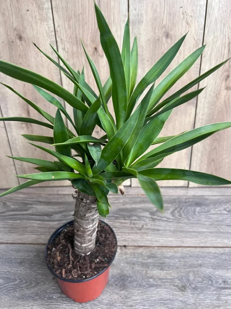 Dracaena Yucca Cane Plant - Indoor/Outdoor Live Plant in 6" Pot