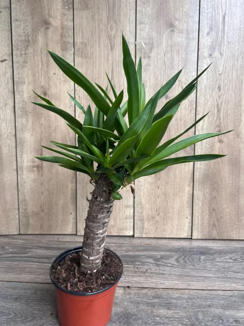 Dracaena Yucca Cane Plant - Indoor/Outdoor Live Plant in 6" Pot