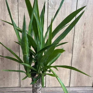 Dracaena Yucca Cane Live Plant - Indoor/Outdoor, 6 inch Pot - Image 4