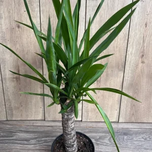 Dracaena Yucca Cane Live Plant - Indoor/Outdoor, 6 inch Pot - Image 6