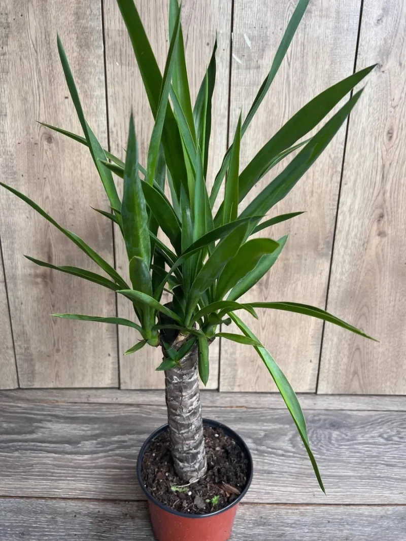 Dracaena Yucca Cane Plant - Indoor/Outdoor Live Plant in 6" Pot
