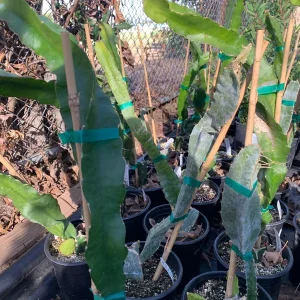 Dragon Fruit 'American Beauty' Live Plant - 1-2 ft Tall, 1 Gallon Pot - Image 2