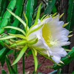 Dragon Fruit Plant Starter Plug Hylocereus Hybrid - Live Plant - Image 8