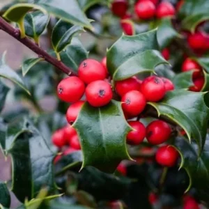 Dragon Lady Holly Live Plant – Quart Pot – Evergreen Shrub – Outdoor - Image 2