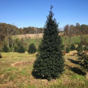 Dragon Lady Holly Live Plant – Quart Pot – Evergreen Shrub – Outdoor - Image 1